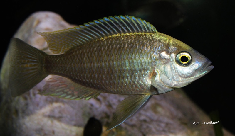 Copadichromis sp. 'flavimanus lundu' Lundu